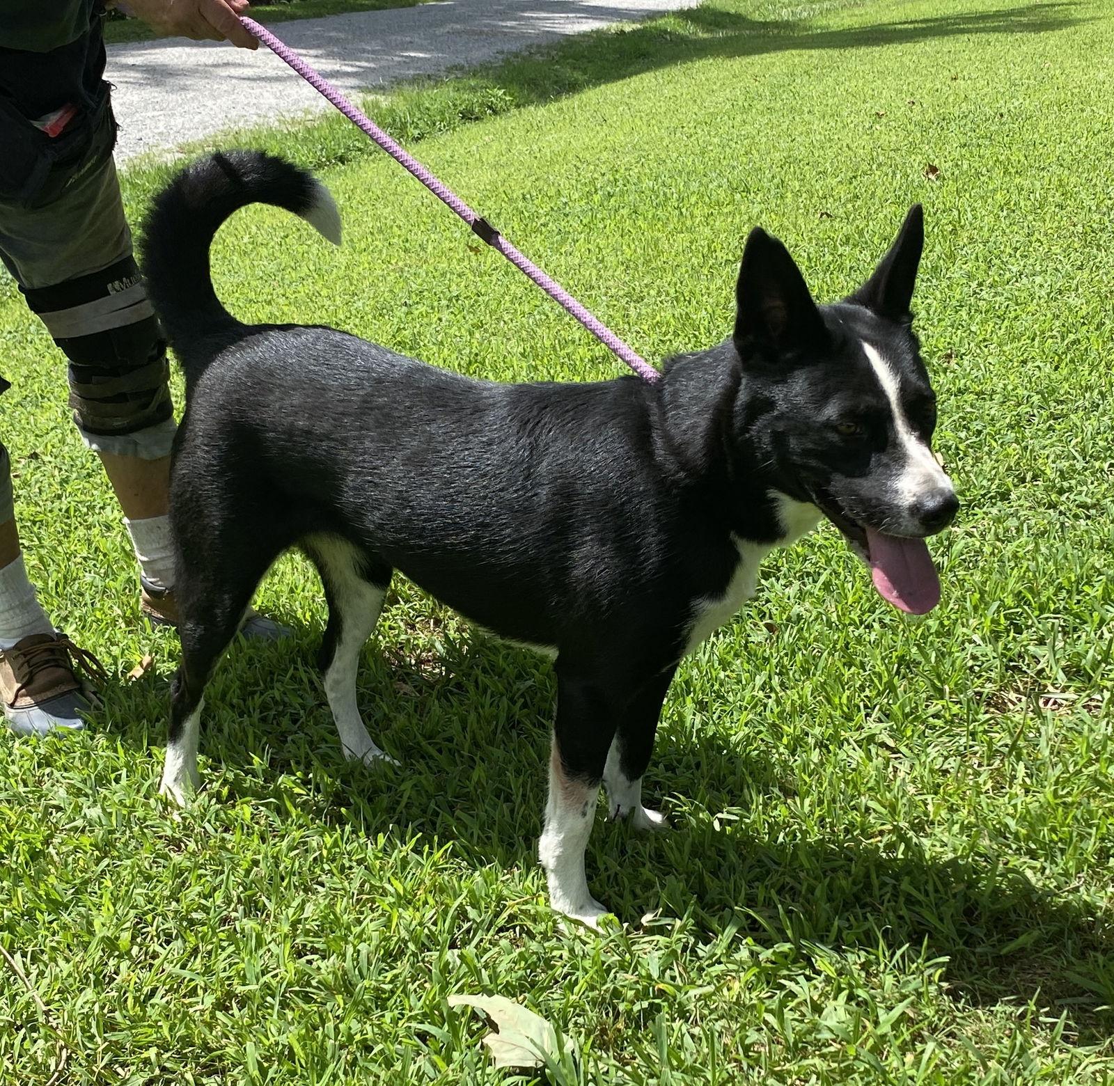 Enlarge Rita, a Adoptable Shepherd in Sparta, TN image 1/2