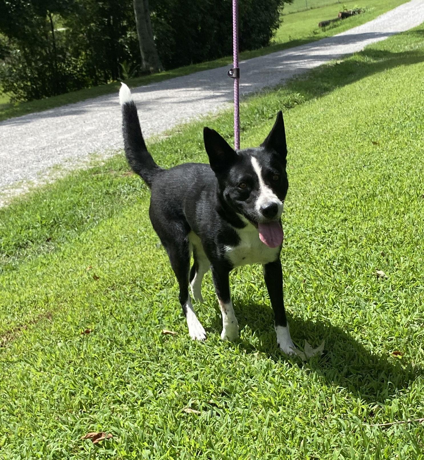 Enlarge Rita, a Adoptable Shepherd in Sparta, TN image 2/2