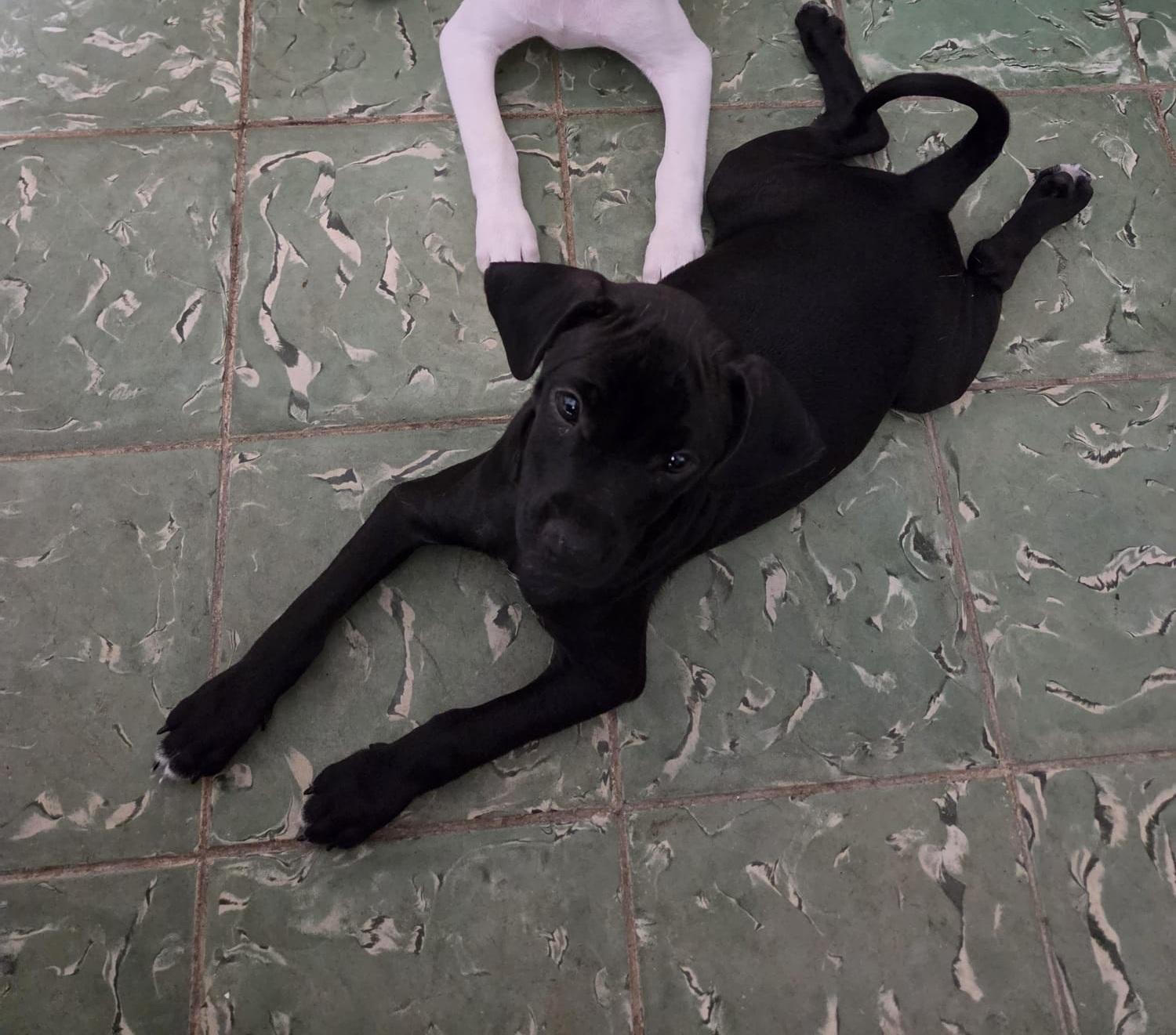 Meta, an adoptable mixed breed in Orlando, FL image 4/6