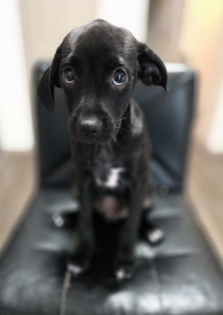 Meta, an adoptable mixed breed in Orlando, FL image 3/6