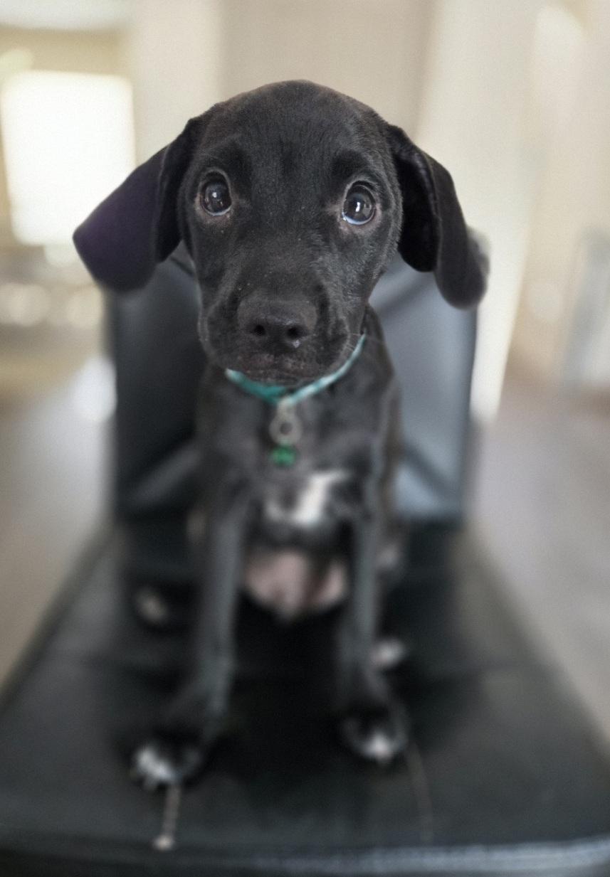 Meta, an adoptable mixed breed in Orlando, FL image 2/6