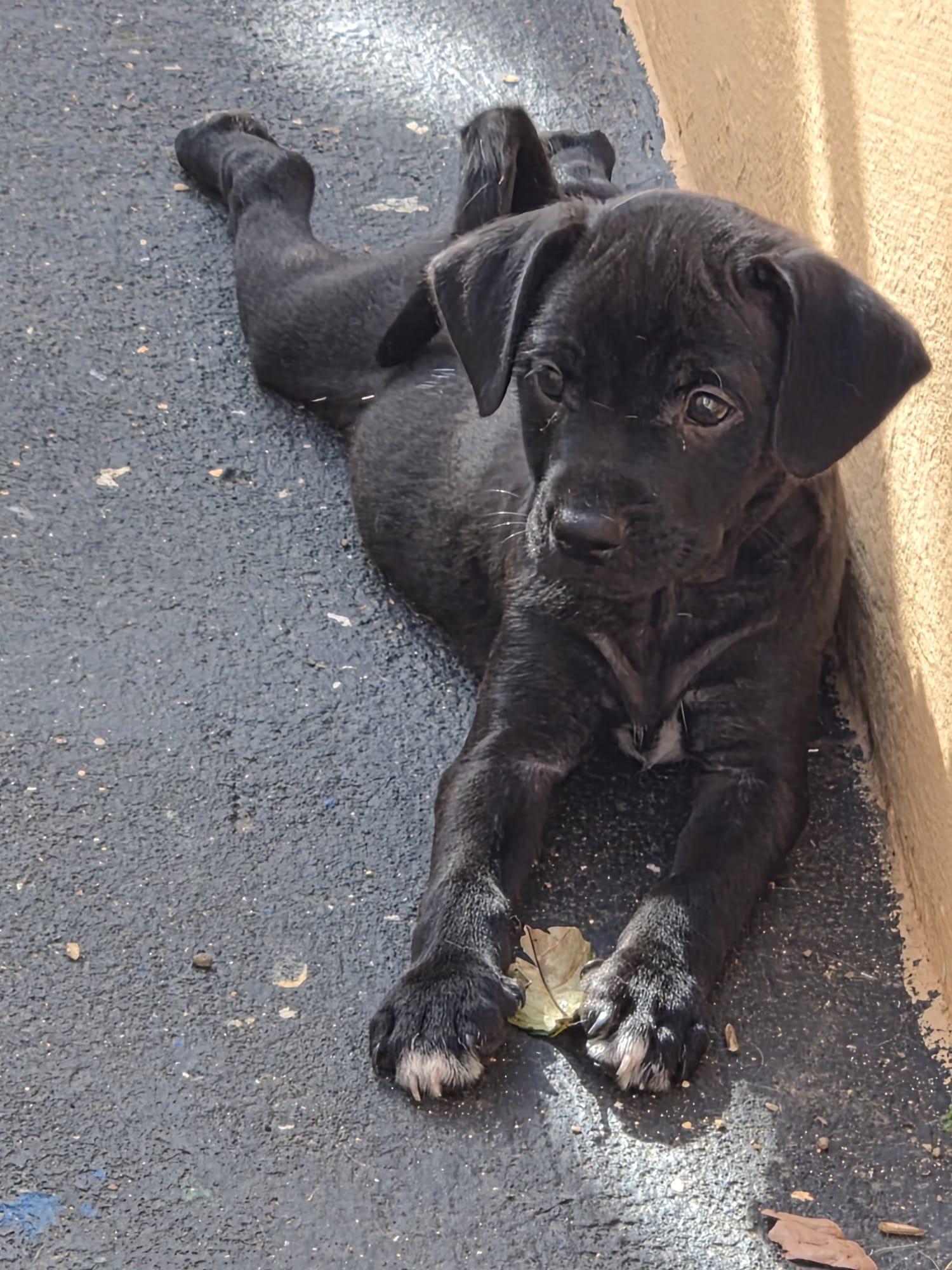 Meta, an adoptable mixed breed in Orlando, FL image 5/6