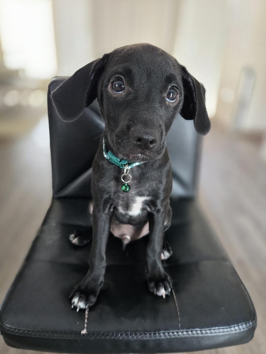 Meta, adoptable, Puppy Male Miniature Schnauzer.