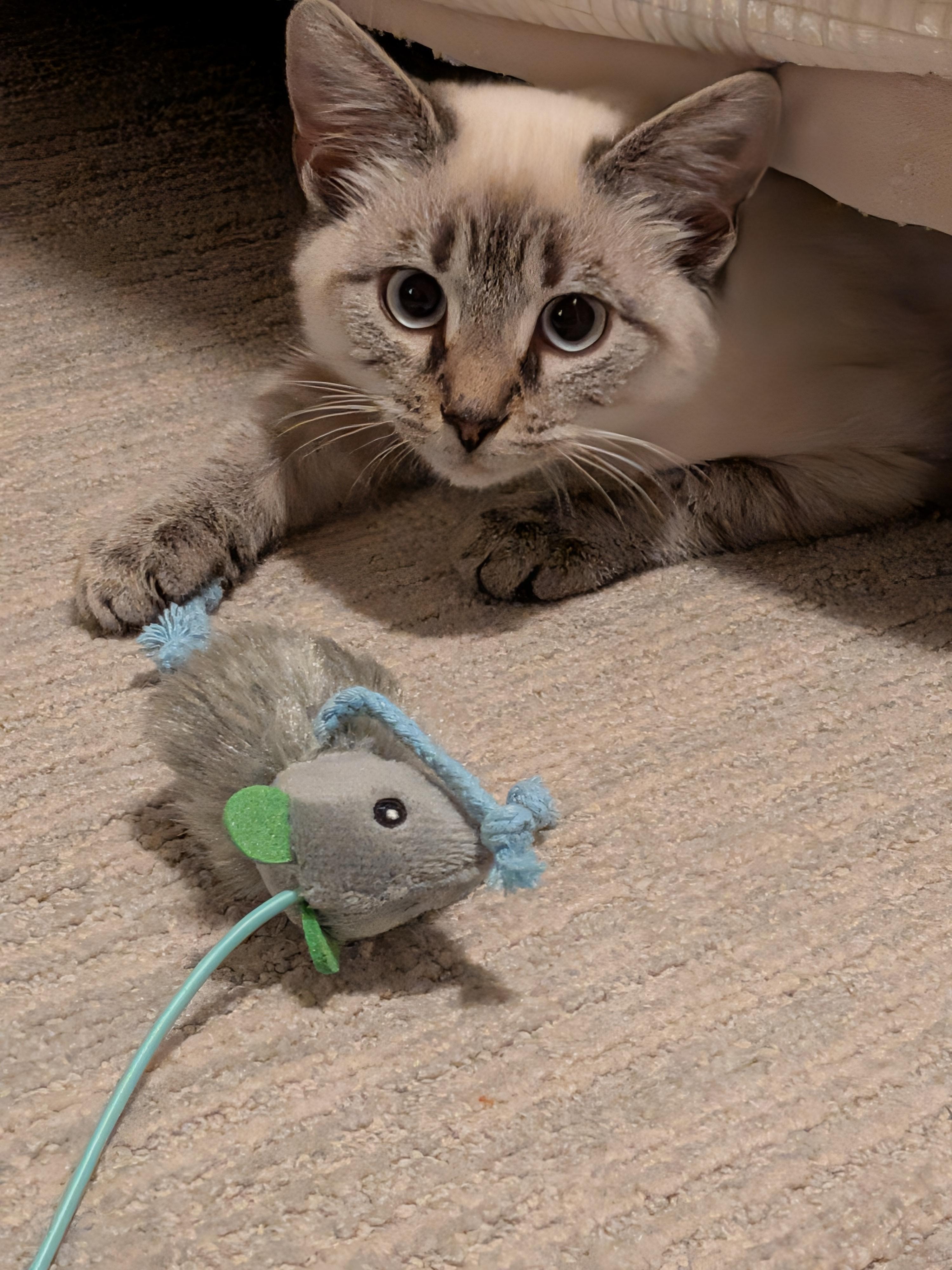 Ophelia, adoptable, Kitten Female Siamese.