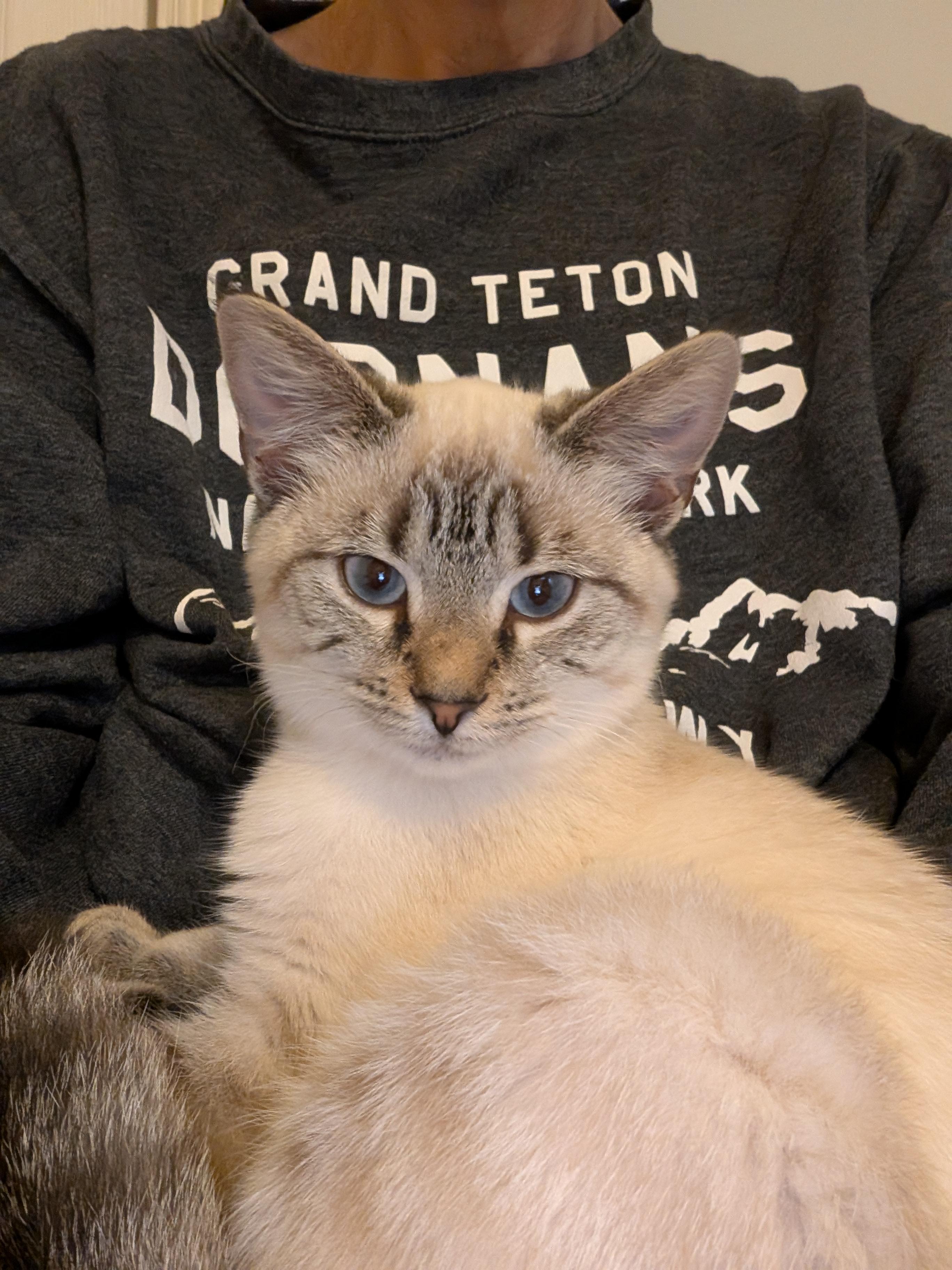 Enlarge Ophelia, an adoptable mixed breed in Baltimore, MD image 5/5