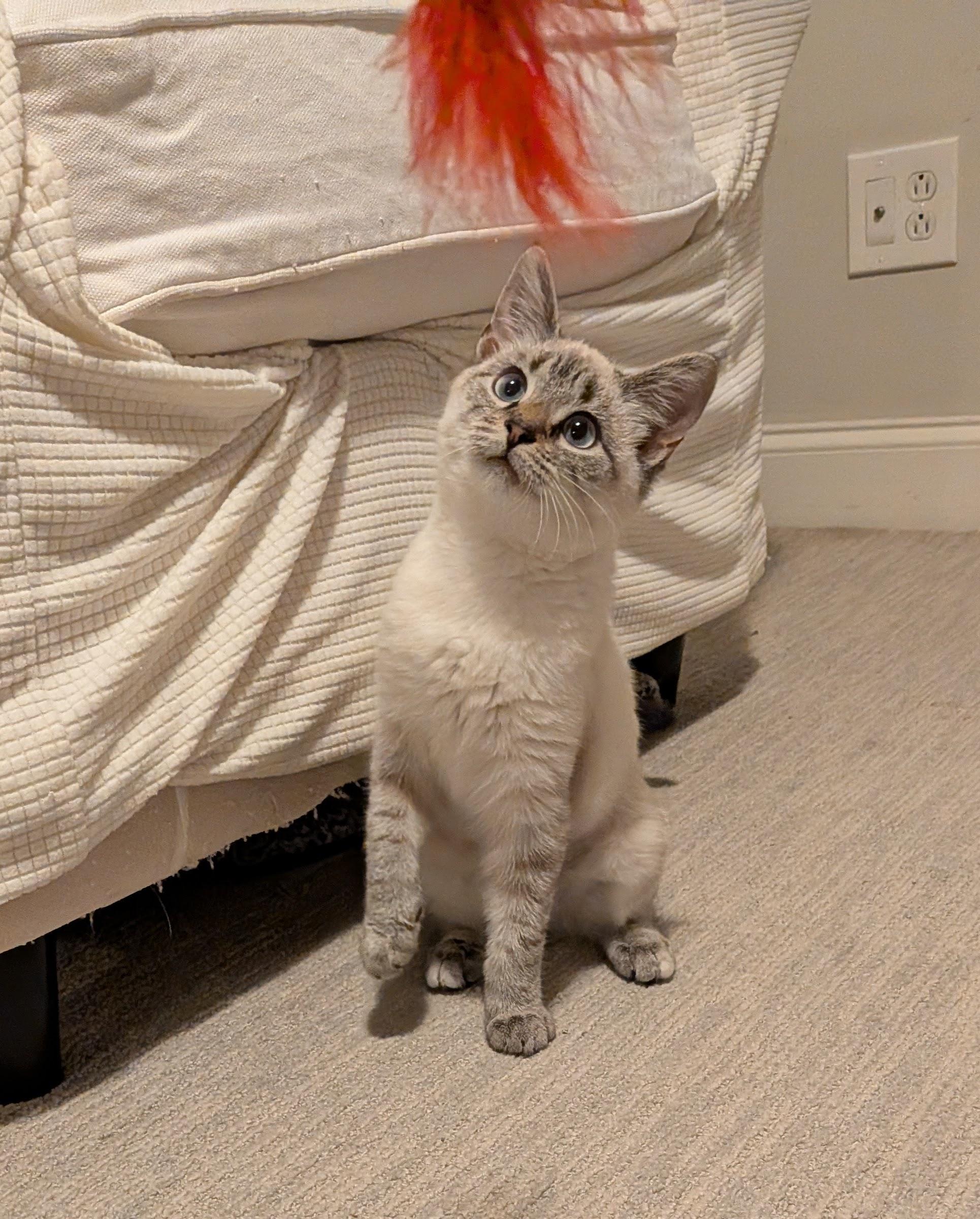 Enlarge Ophelia, an adoptable mixed breed in Baltimore, MD image 3/5