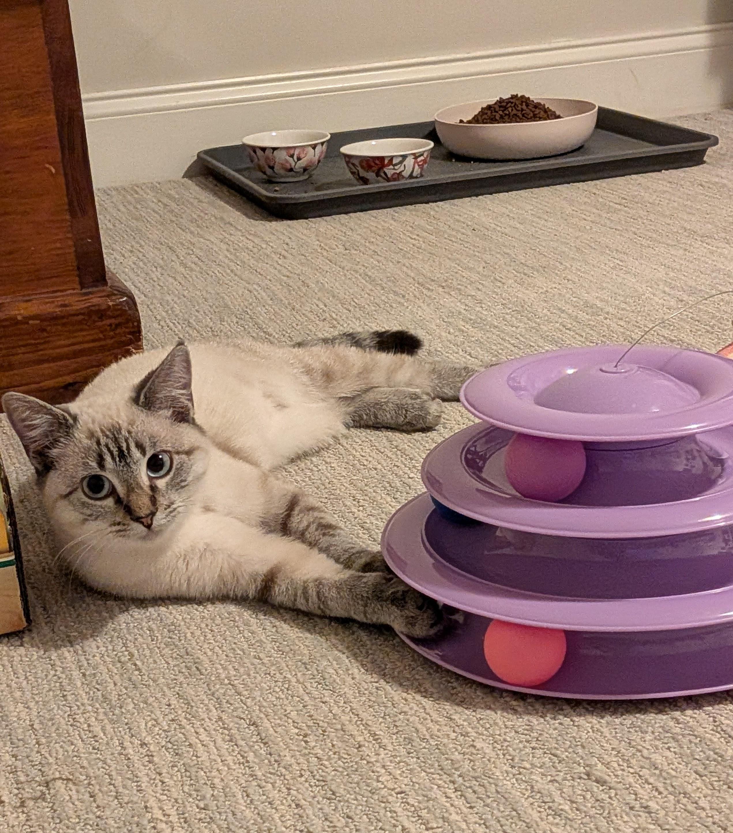 Enlarge Ophelia, an adoptable mixed breed in Baltimore, MD image 4/5