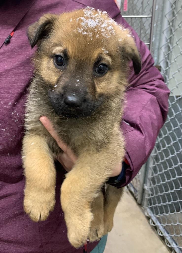 Enlarge Turtle, a ADOPTABLE mixed breed in wetaskiwin, AB image 1/1