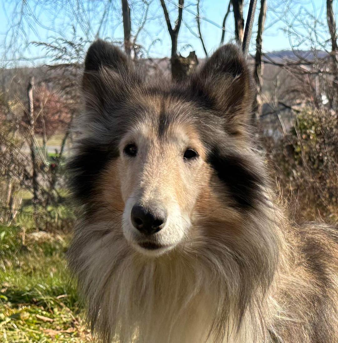 Enlarge Molly NJ, a Adopted Rough Collie in Elyria, OH image 1/4