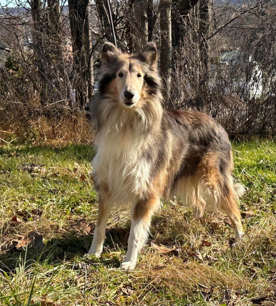 Enlarge Molly NJ, a Adopted Rough Collie in Elyria, OH image 3/4