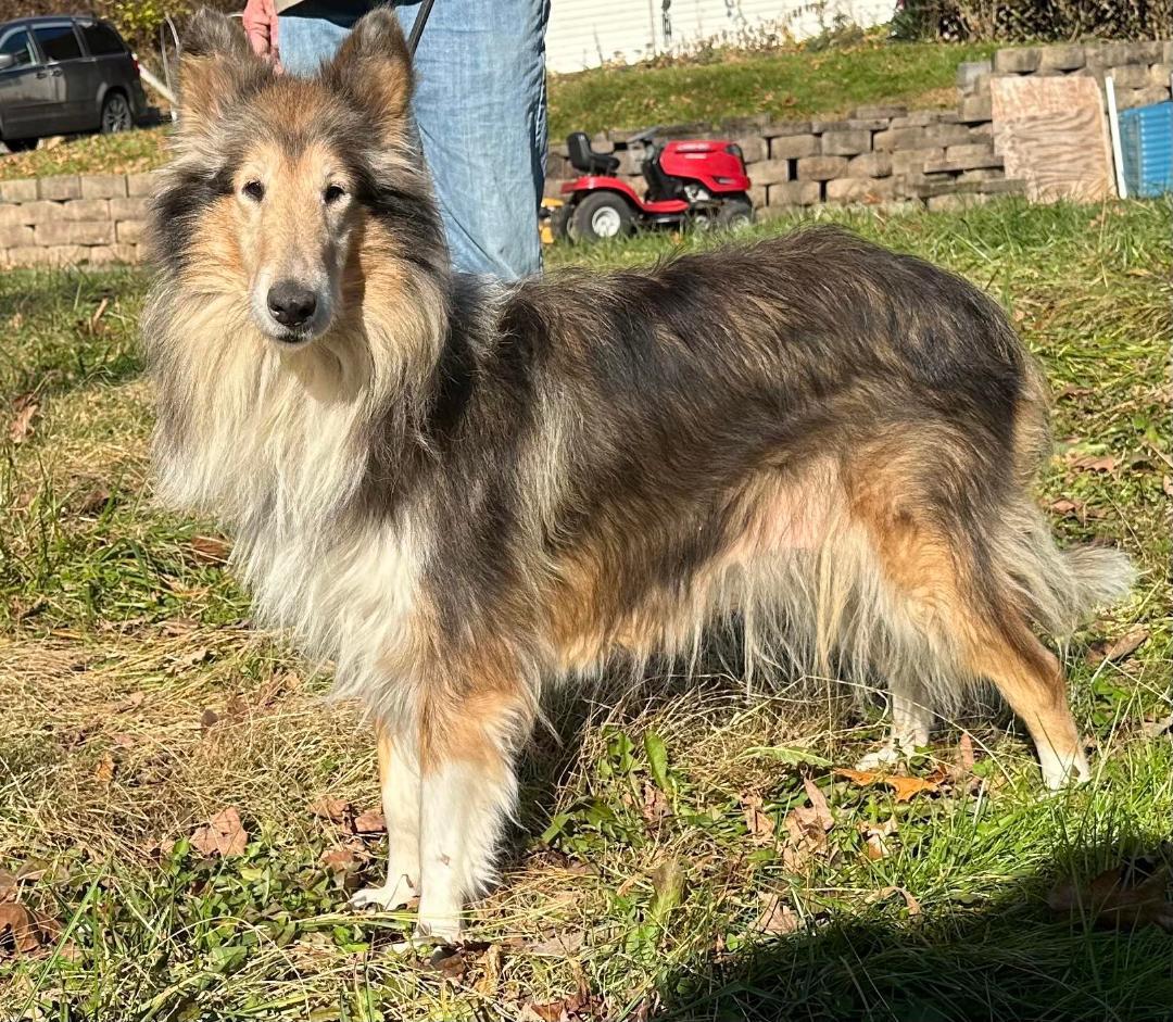 Enlarge Molly NJ, a Adopted Rough Collie in Elyria, OH image 4/4