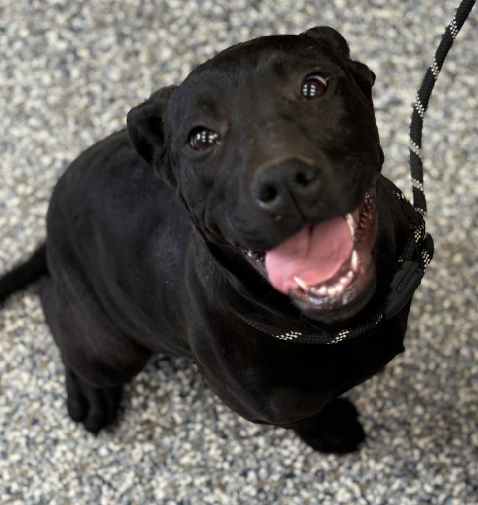 Enlarge Finley, a Adoptable mixed breed in Carthage, MO image 1/1