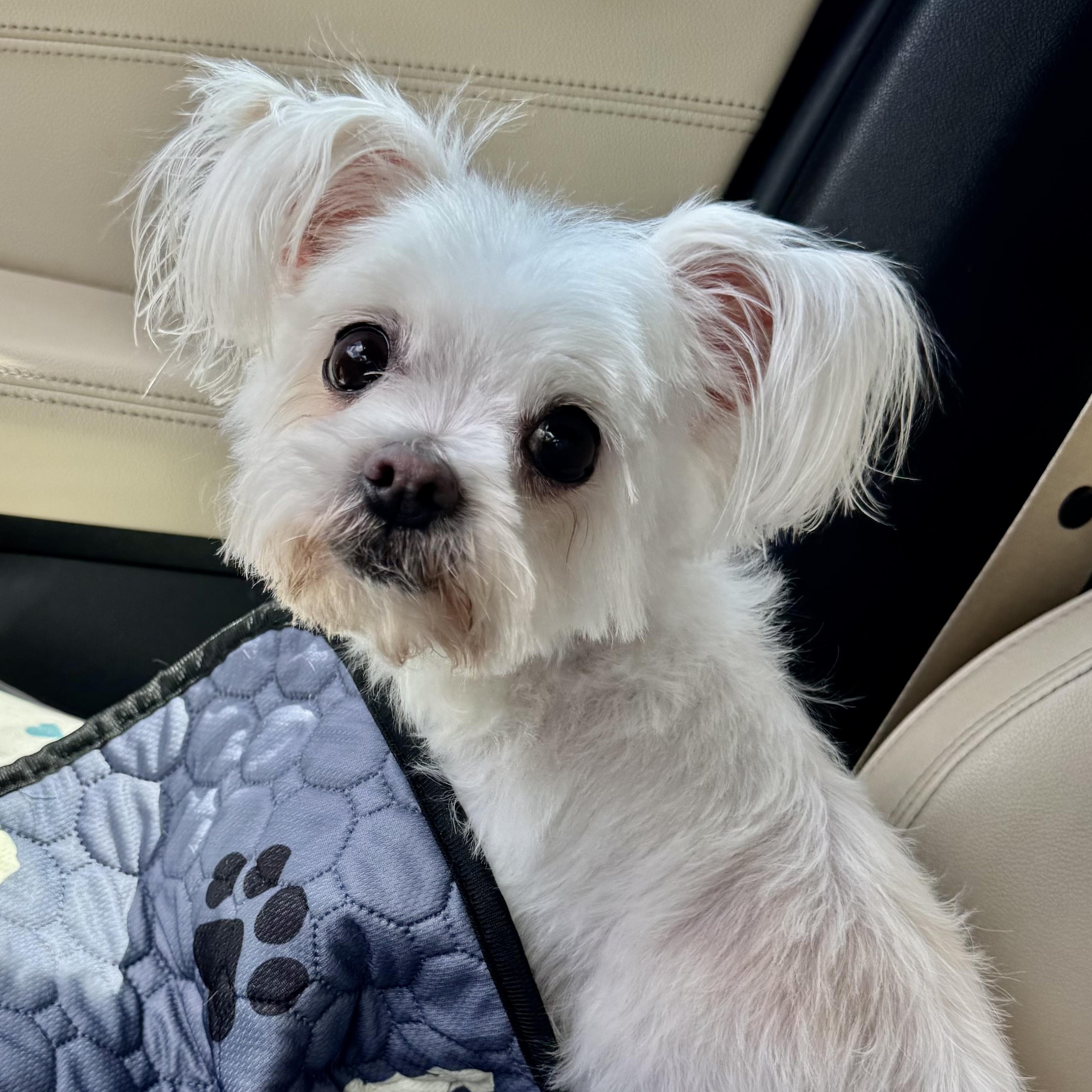 Enlarge Melody Collins, an adopted Maltese in Plano, TX image 2/3