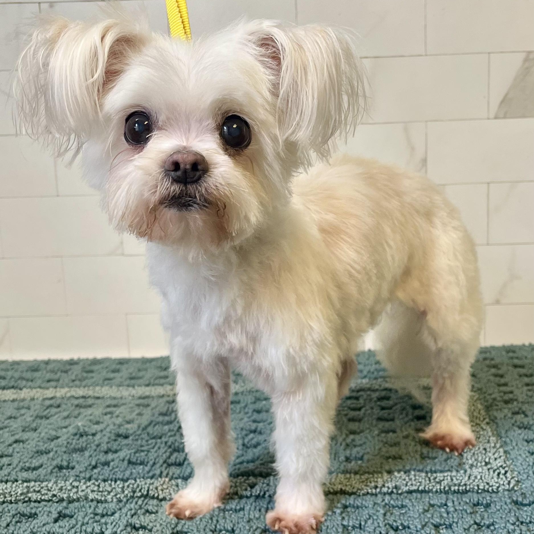 Melody Collins, adopted, Senior Female Maltese.
