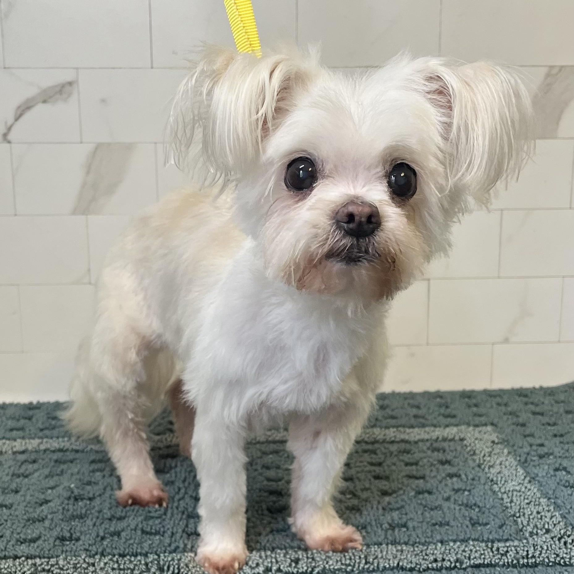 Enlarge Melody Collins, an adopted Maltese in Plano, TX image 3/3