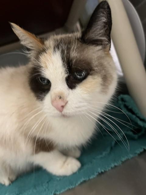 BETTY DAVIS, a Adoptable Siamese in Bloomington, IL image 1/2