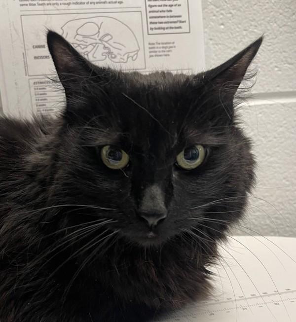Enlarge Stormy, a Adoptable mixed breed in Golden, CO image 1/1