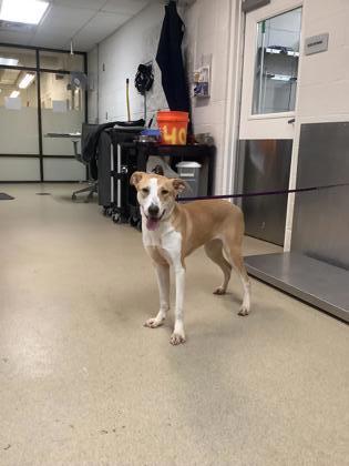 Enlarge Sophie, a Adoptable mixed breed in Fort Worth, TX image 2/3