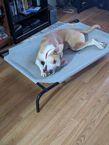 Enlarge Sophie, a Adoptable mixed breed in Fort Worth, TX image 2/3