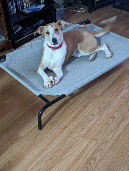 Enlarge Sophie, a Adoptable mixed breed in Fort Worth, TX image 3/3