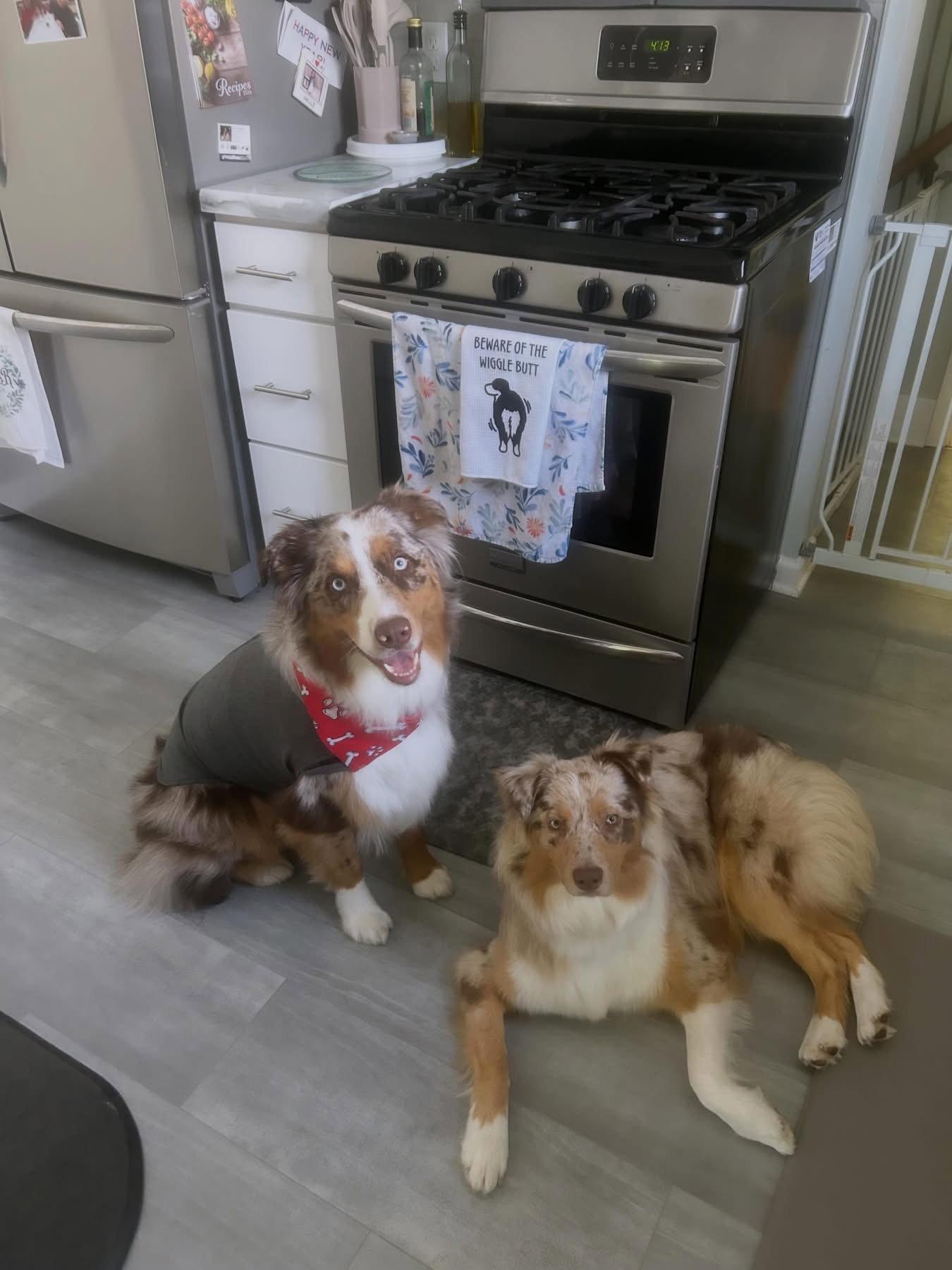 Loki, a Adopted Australian Shepherd in Tonawanda, NY image 1/3