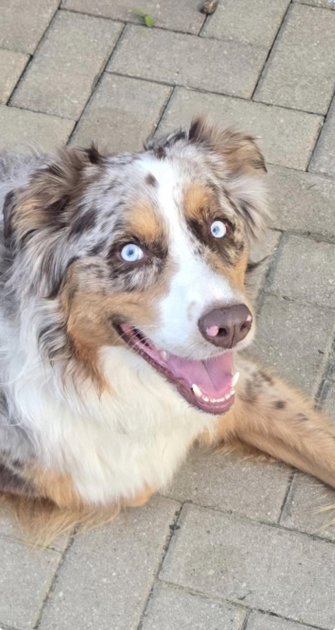 Loki, a Adopted Australian Shepherd in Tonawanda, NY image 3/3
