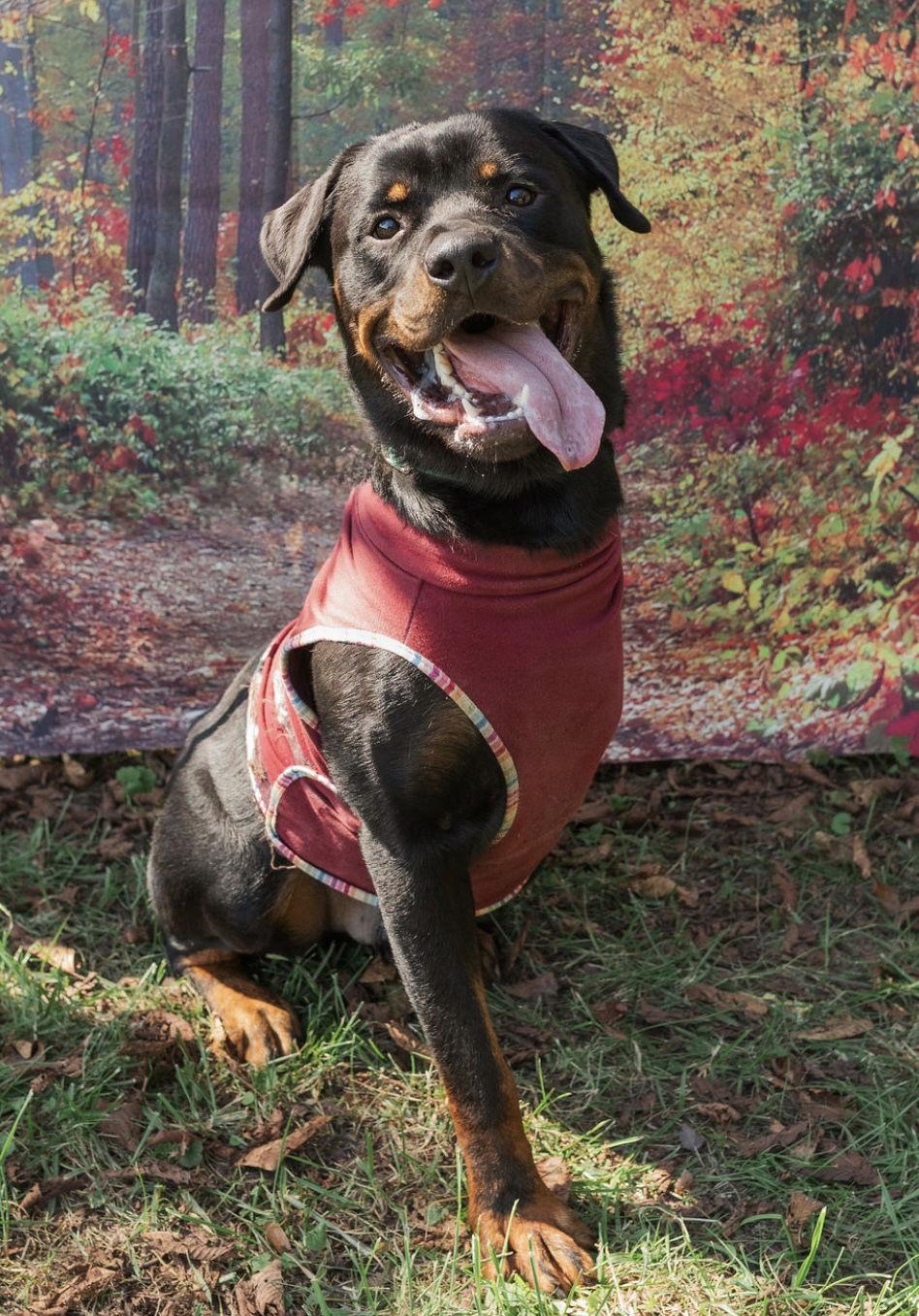 Teddy, a Adopted Rottweiler in Mooresville, NC image 1/3