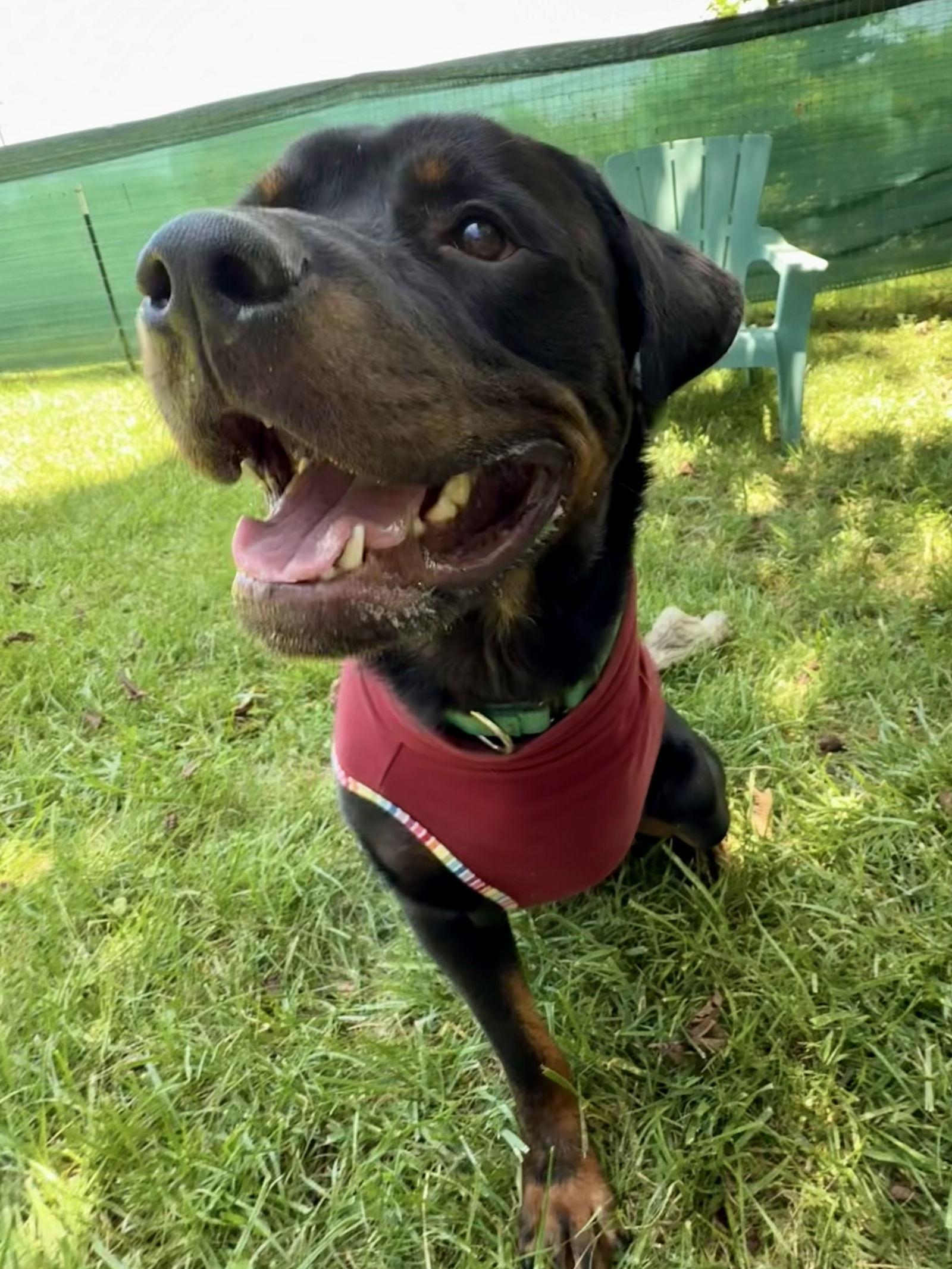 Teddy, a Adopted Rottweiler in Mooresville, NC image 2/3