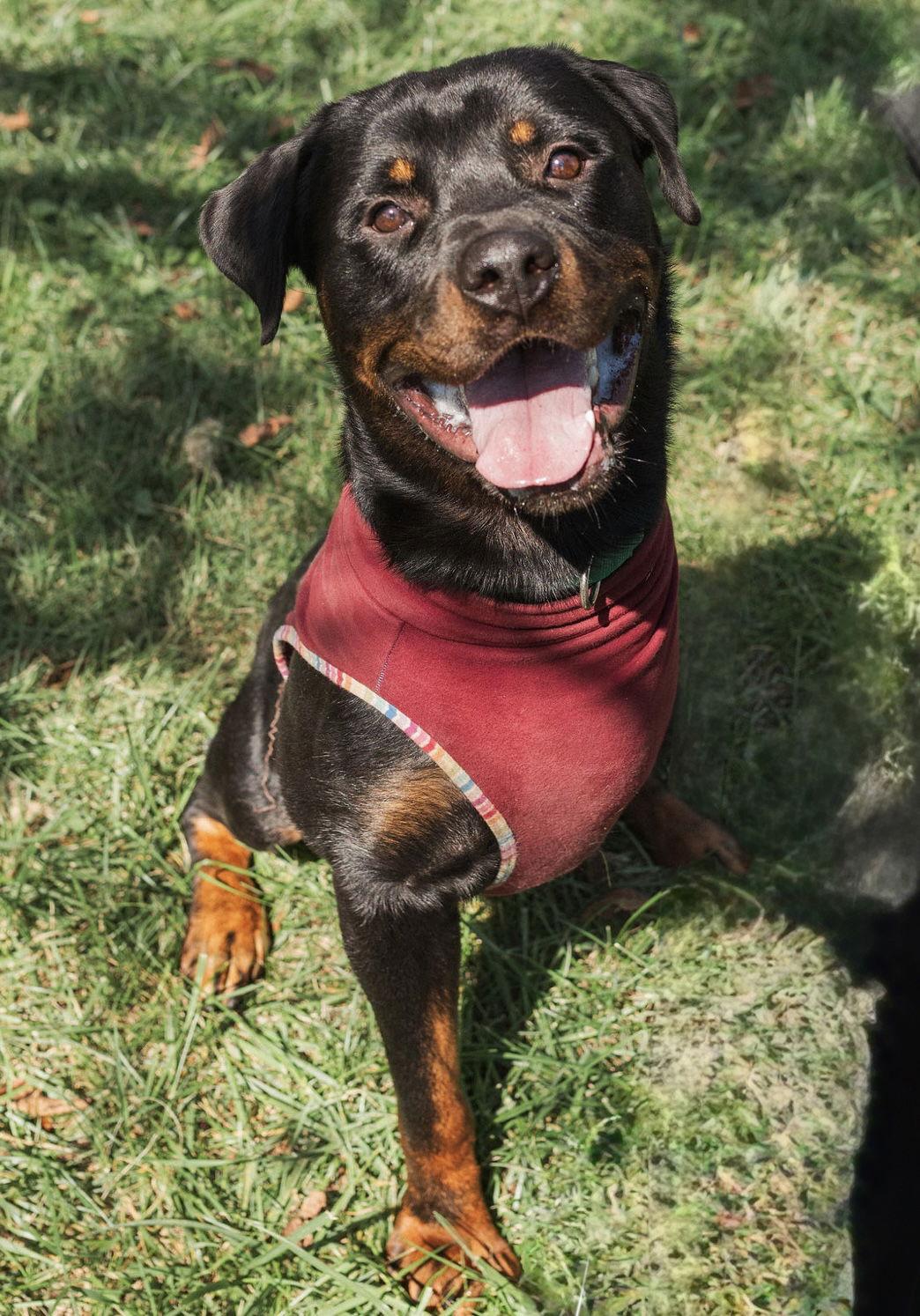 Teddy, a Adopted Rottweiler in Mooresville, NC image 3/3
