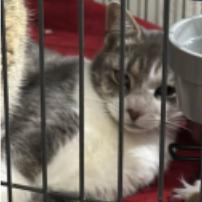 Master McKee Houston, Adoptable, Adult Male Domestic Short Hair.