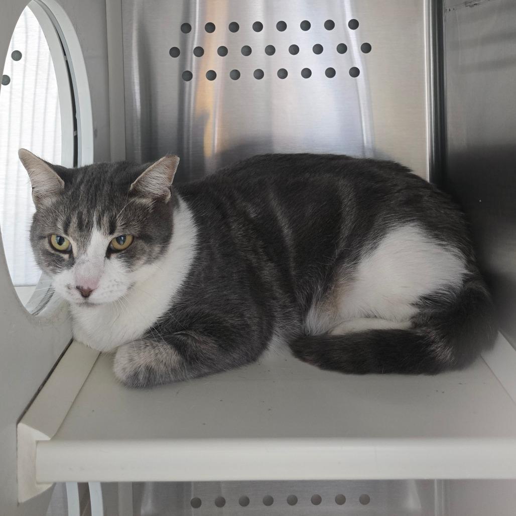 Enlarge Master McKee Houston, a Adoptable Domestic Short Hair in Denver, CO image 2/6