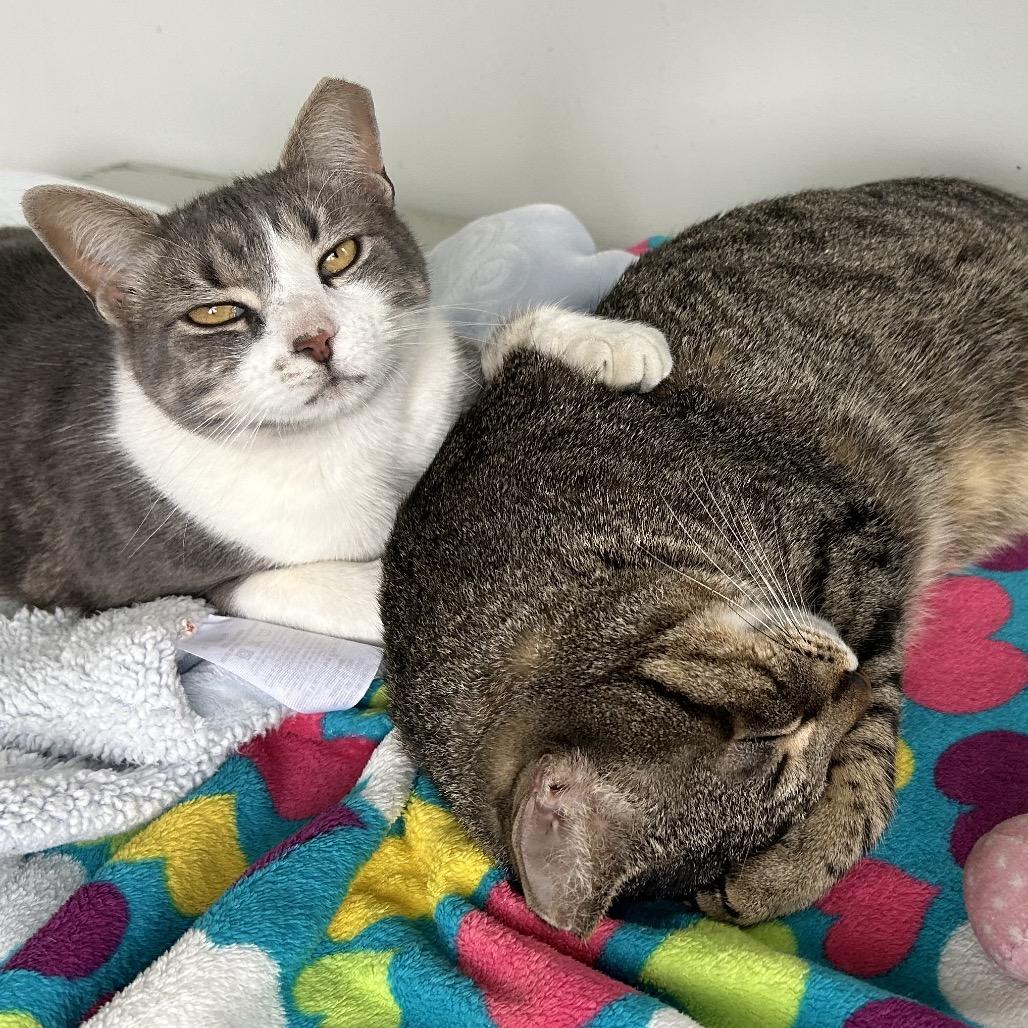 Master McKee Houston, Adoptable, Adult Male Domestic Short Hair.