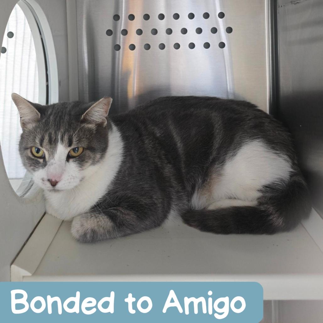 Enlarge Master McKee Houston, a Adoptable Domestic Short Hair in Denver, CO image 4/6