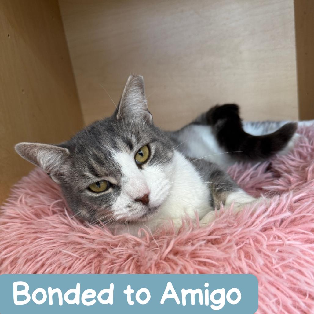 Enlarge Master McKee Houston, a Adoptable Domestic Short Hair in Denver, CO image 5/6