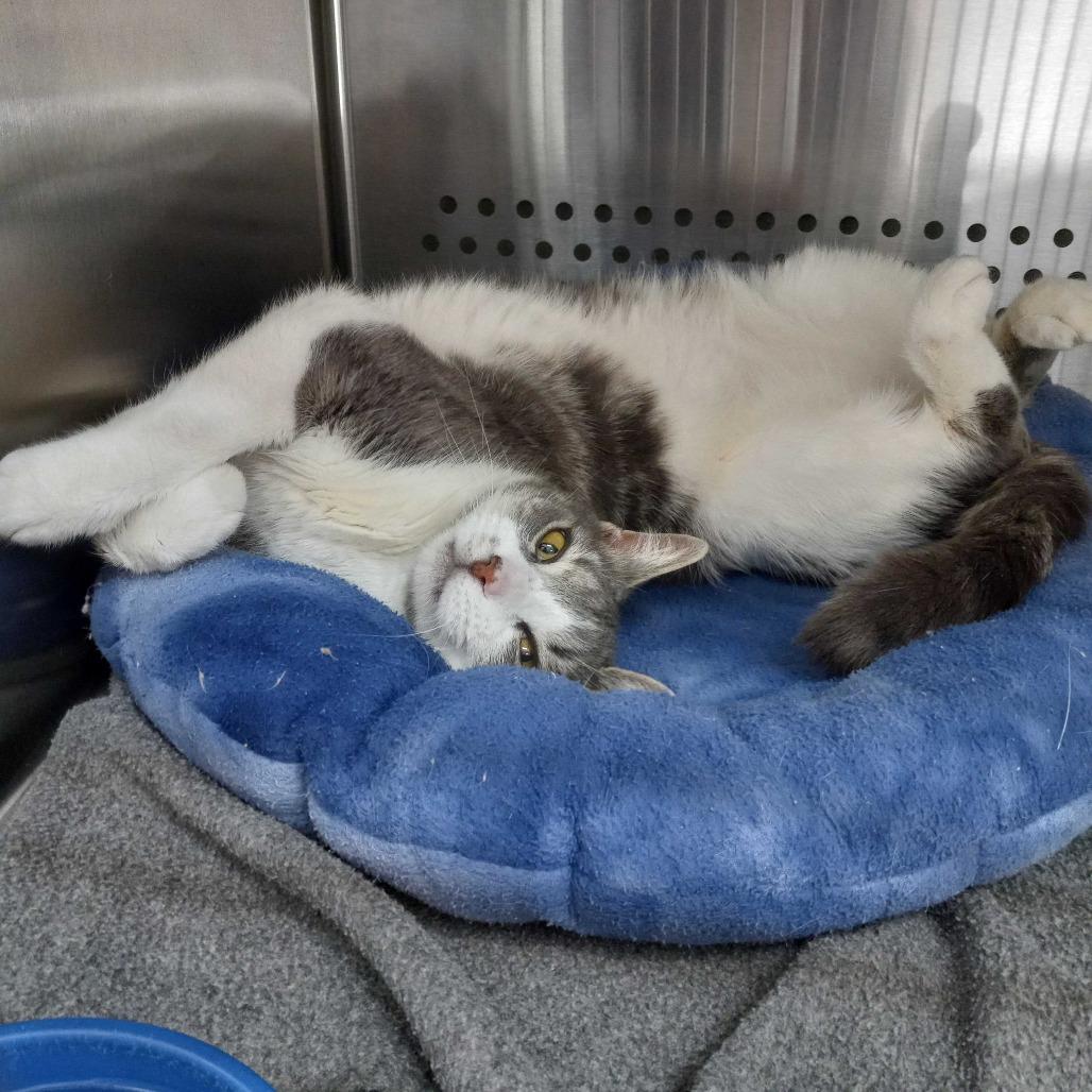 Enlarge Master McKee Houston, a Adoptable Domestic Short Hair in Denver, CO image 6/6