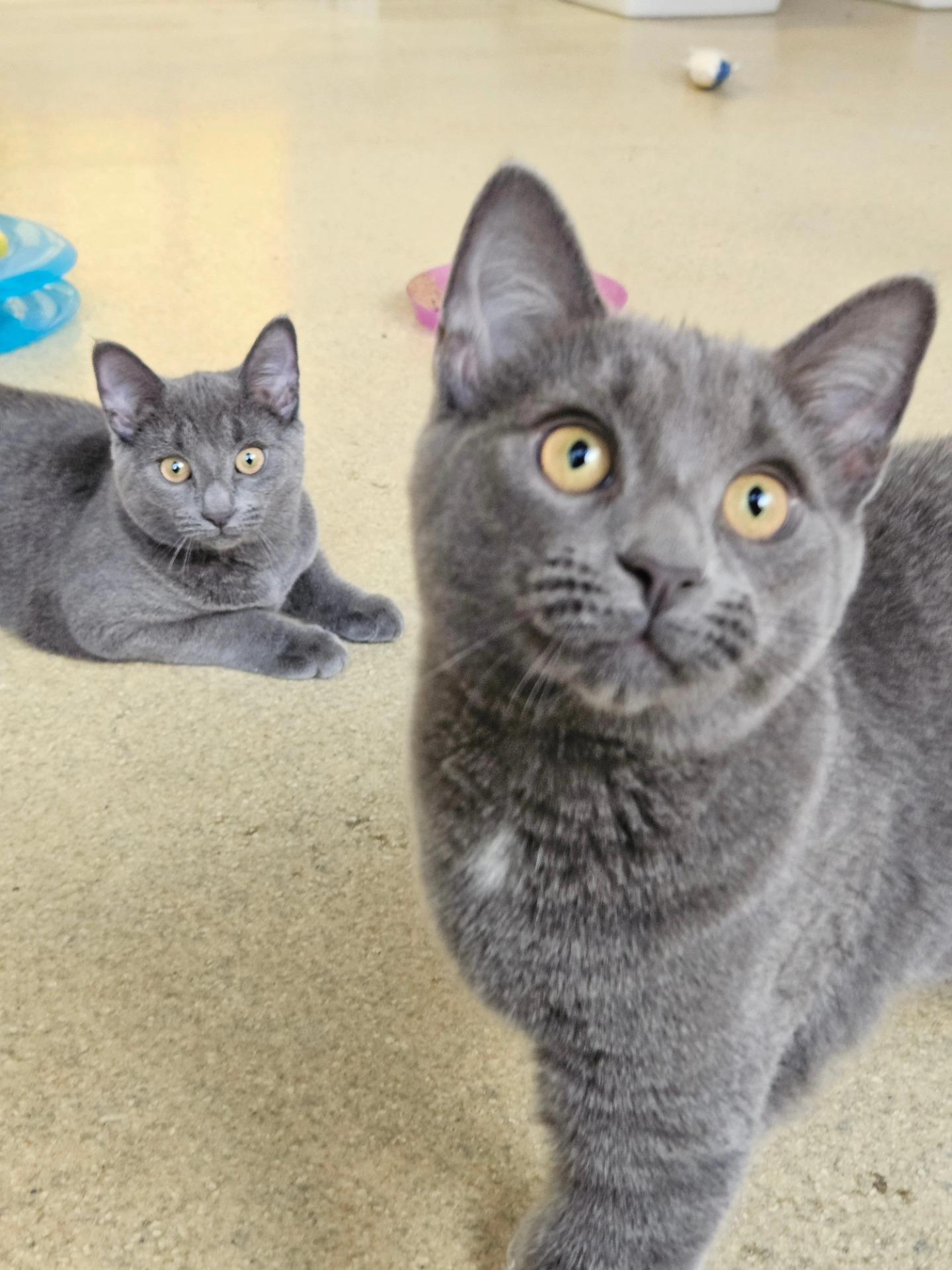 Phoebe, a Adopted Domestic Short Hair in Westbrook, CT image 4/5