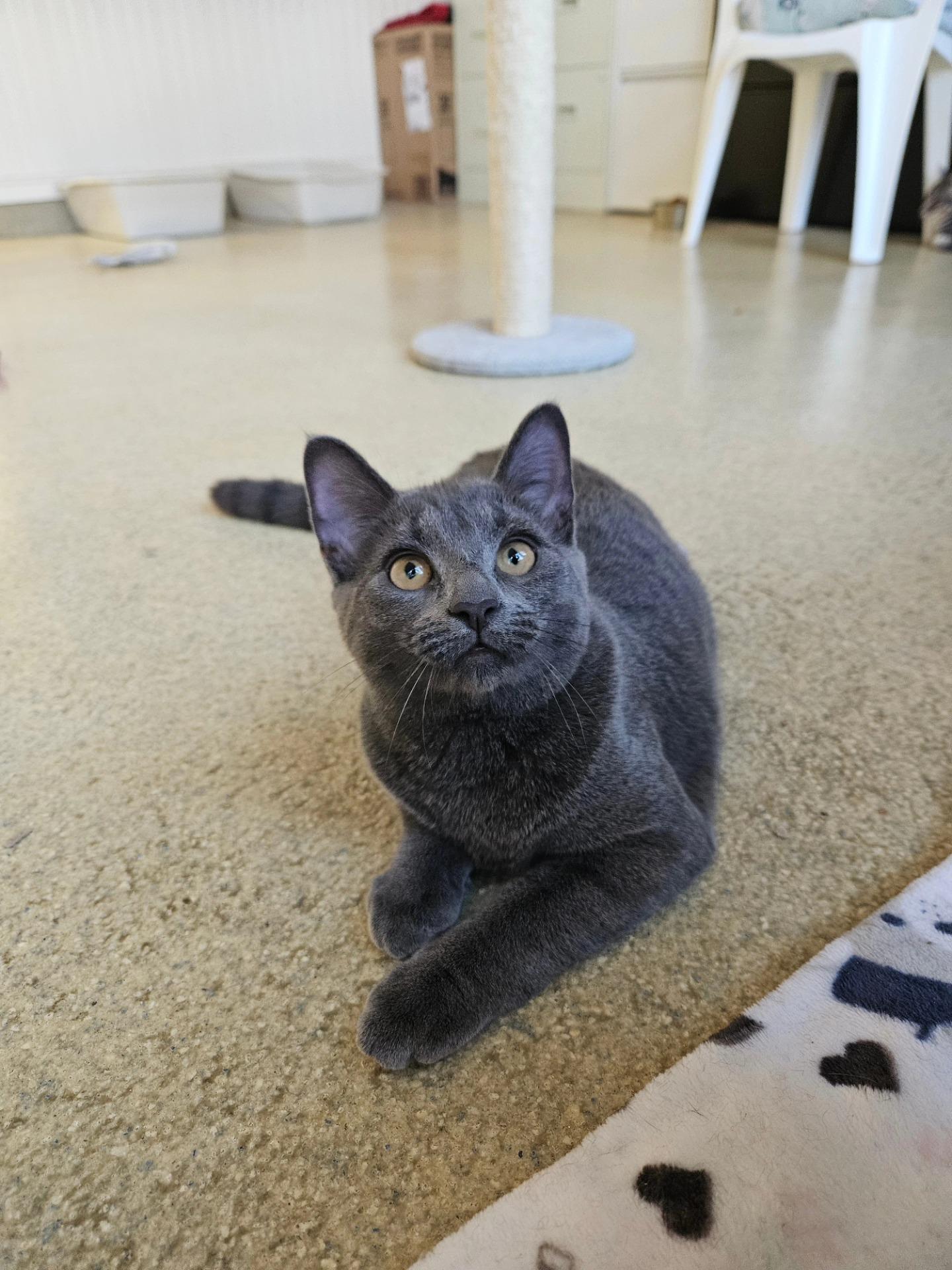 Phoebe, a Adopted Domestic Short Hair in Westbrook, CT image 1/5