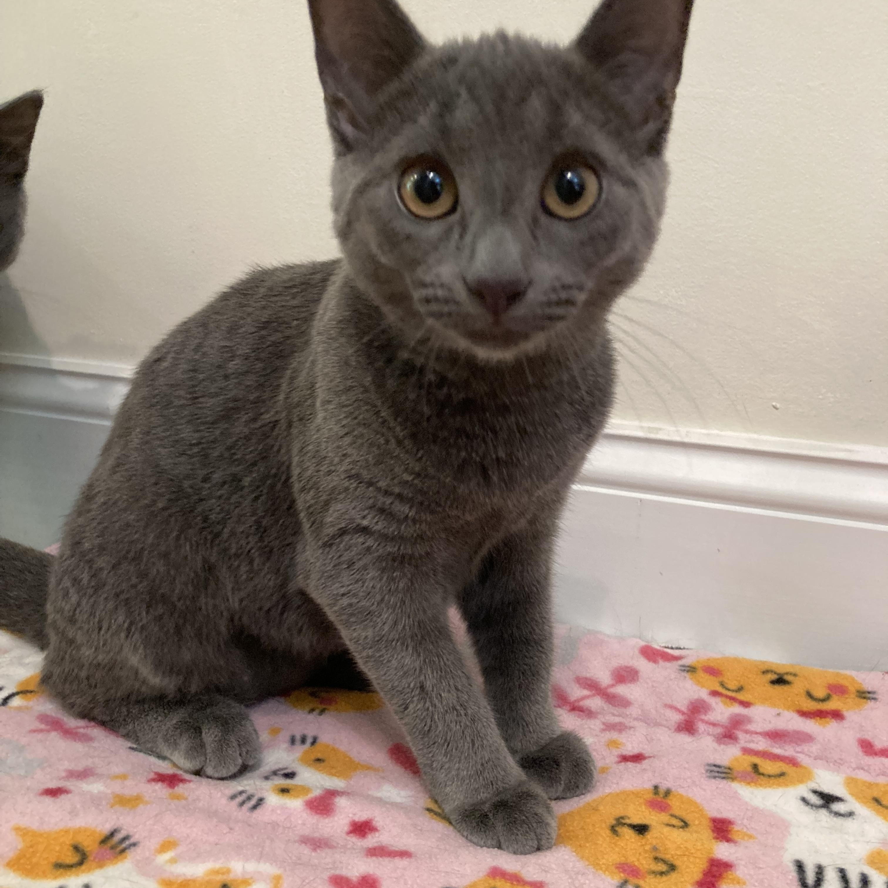 Phoebe, a Adopted Domestic Short Hair in Westbrook, CT image 2/5