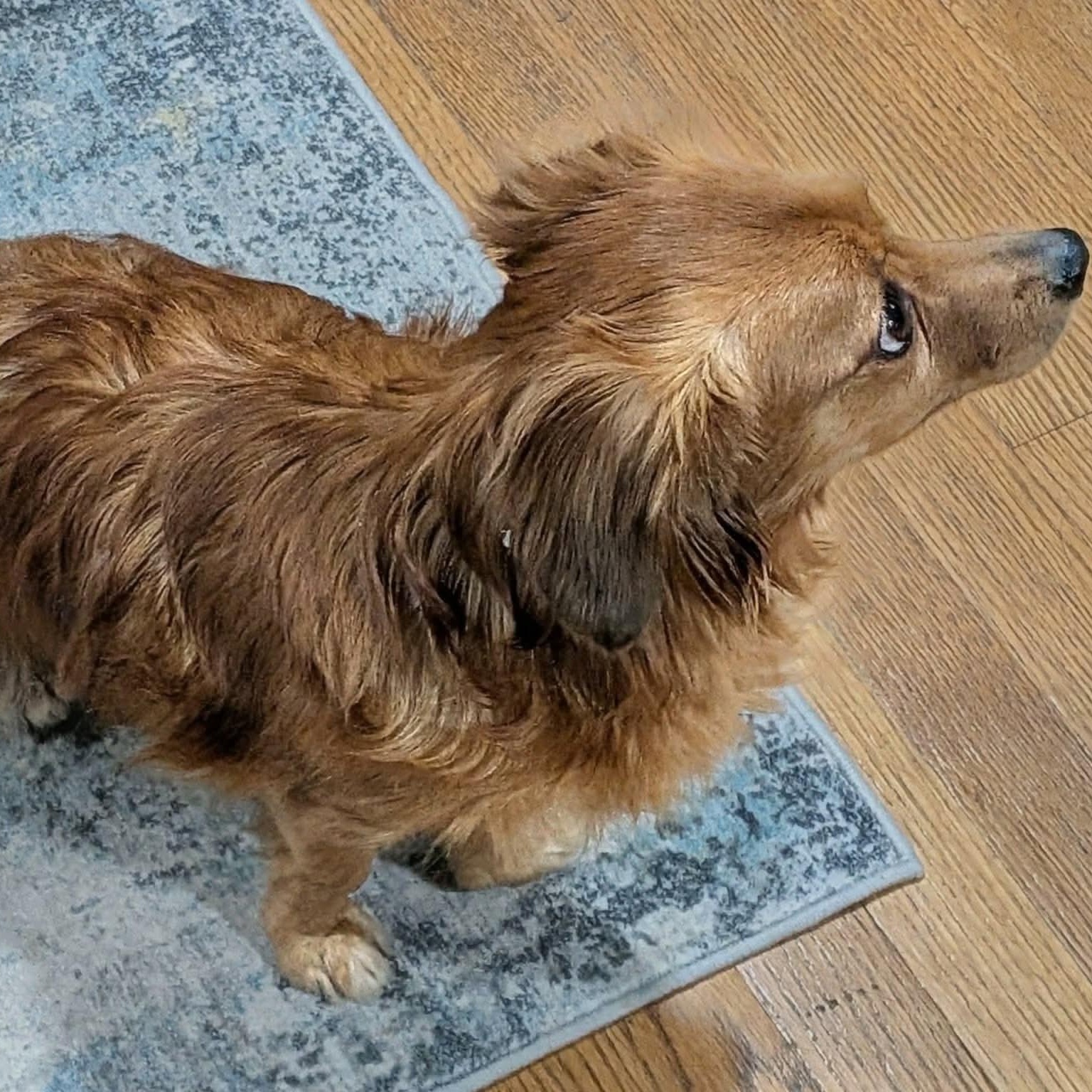 Enlarge Mimi, a ADOPTABLE mixed breed in Rochester, NY image 5/5