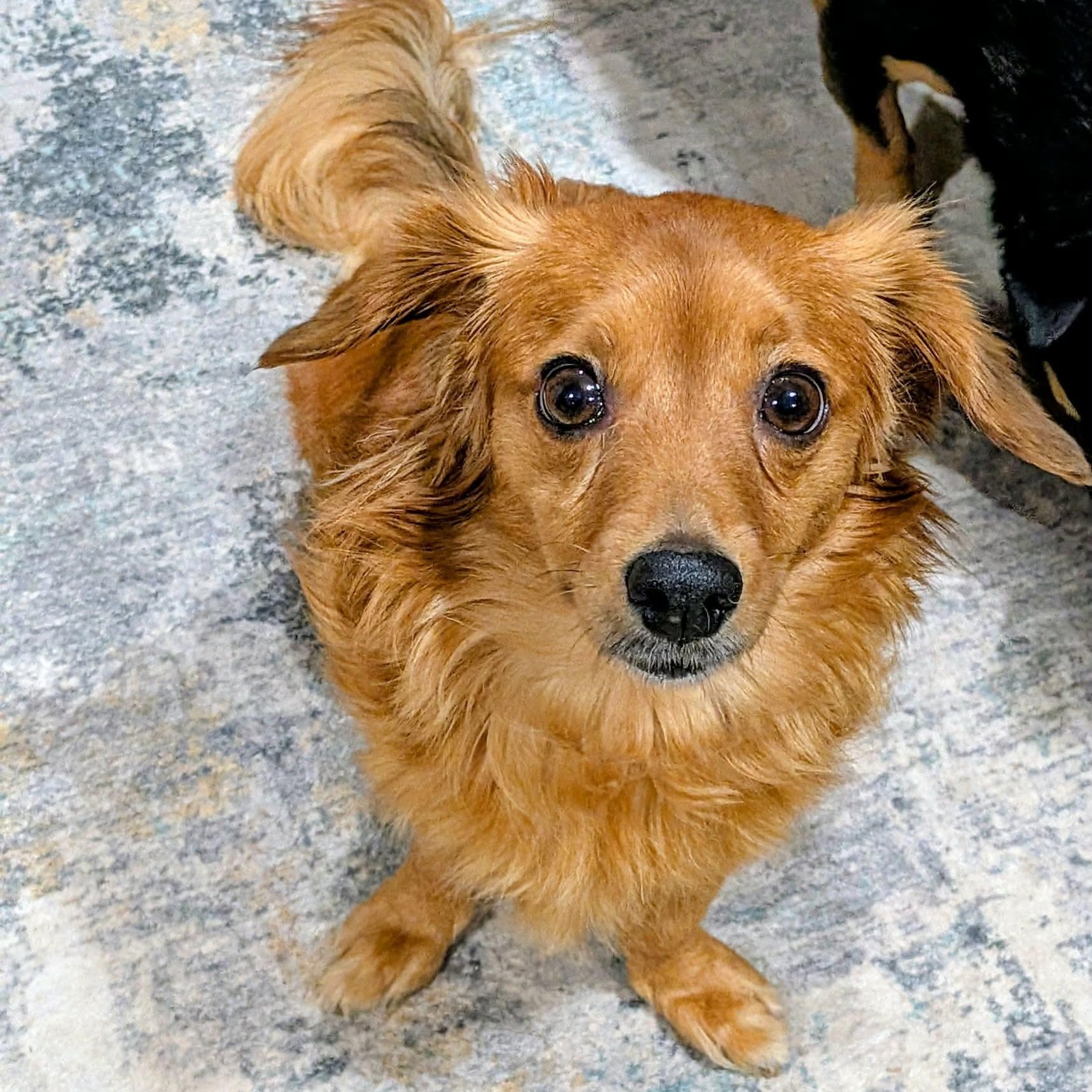 Mimi, ADOPTABLE, Senior Female Dachshund (Miniature Long Haired).
