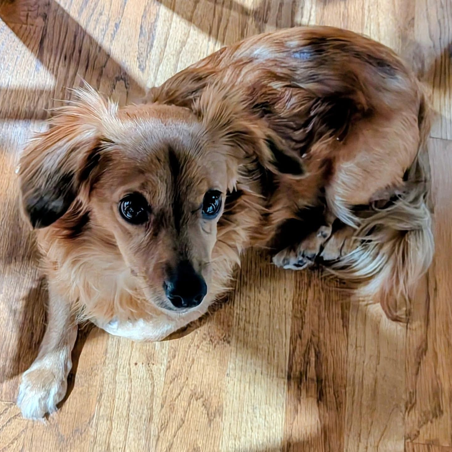 Enlarge Mimi, a ADOPTABLE mixed breed in Rochester, NY image 4/5