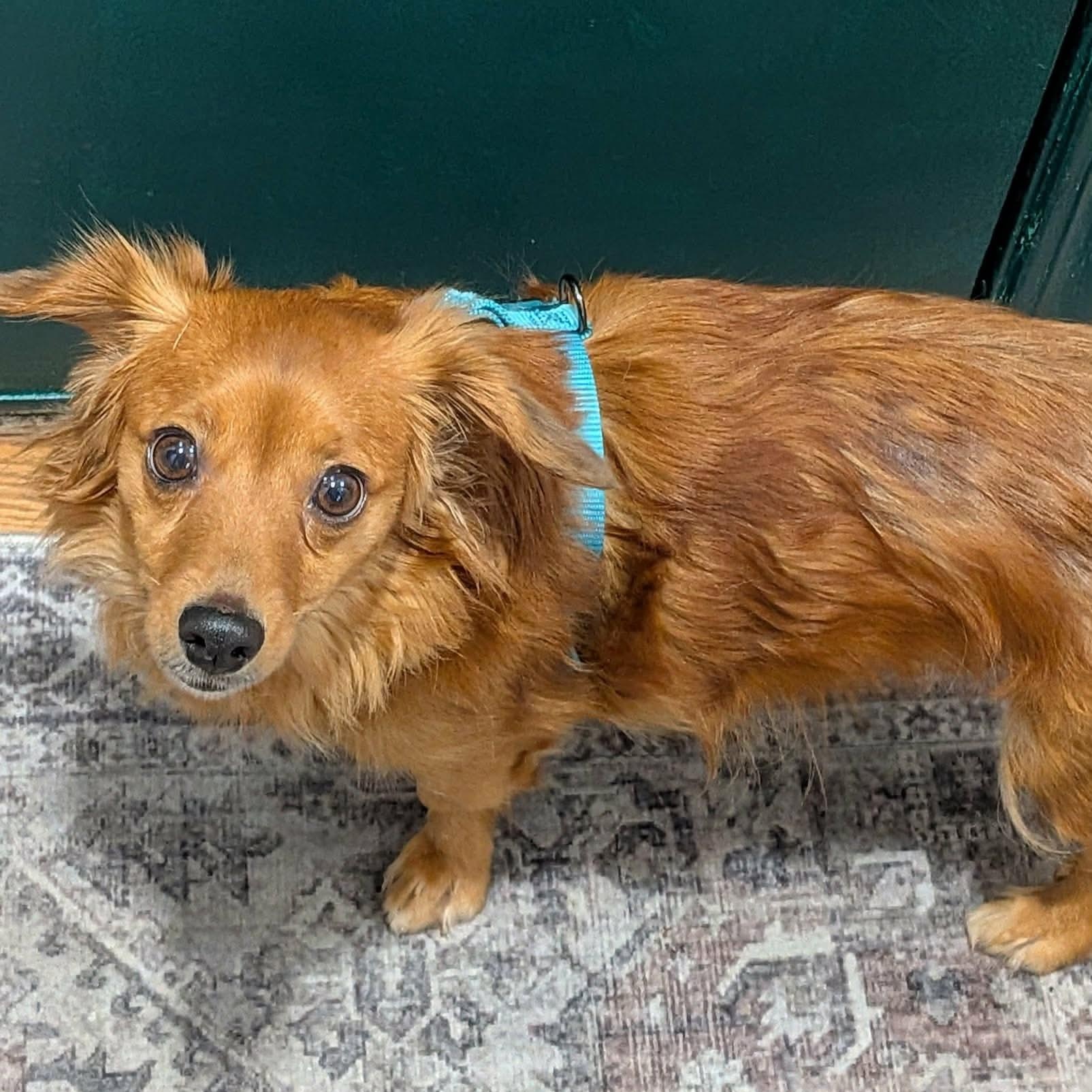 Enlarge Mimi, a ADOPTABLE mixed breed in Rochester, NY image 2/5