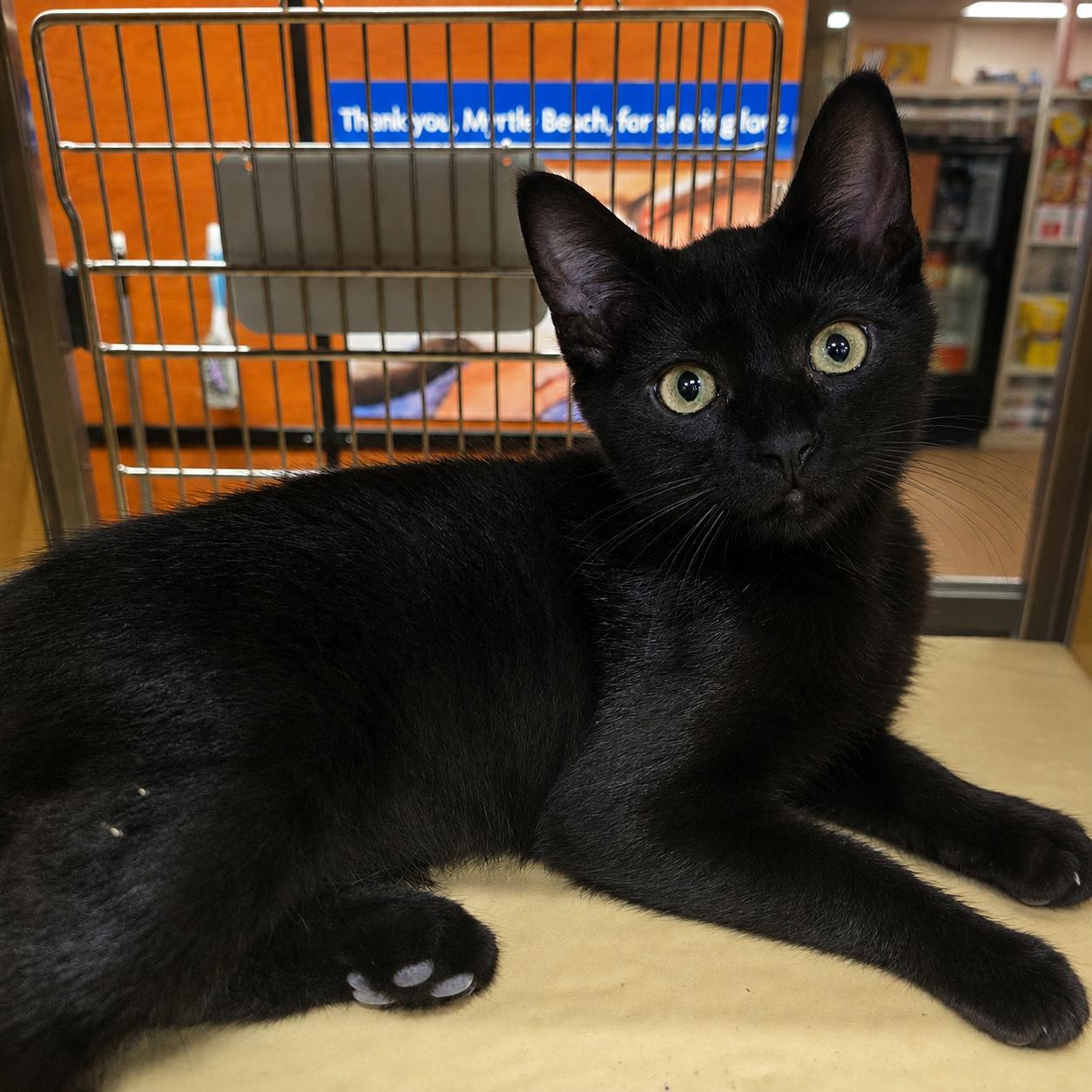 Richard Weber, adopted, Kitten Male Domestic Short Hair.
