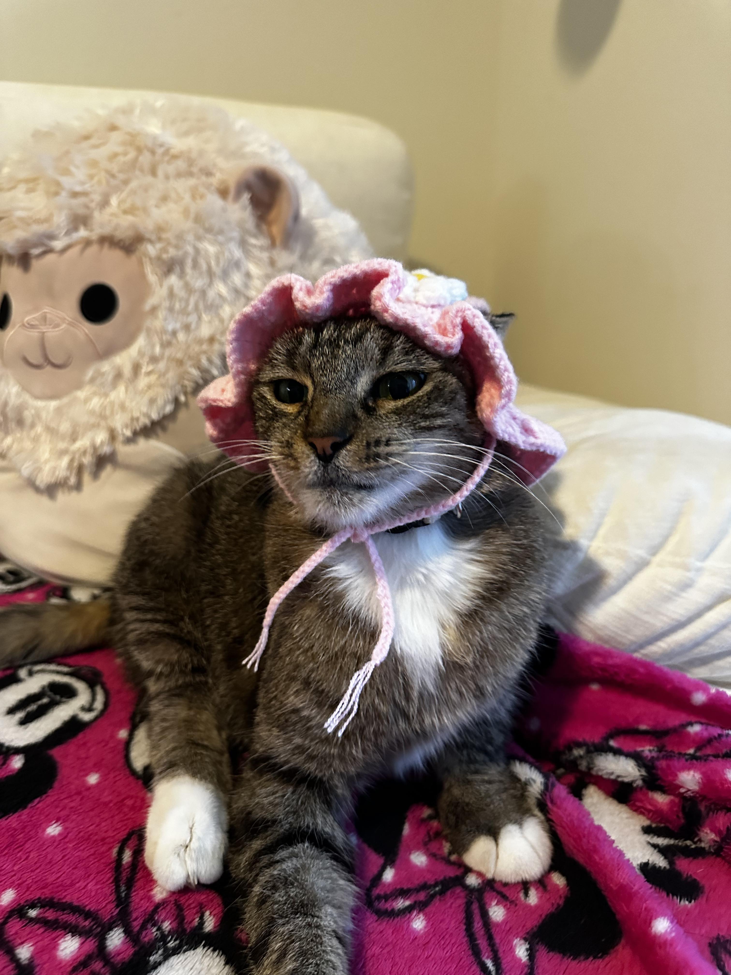 Enlarge Momma, a Adoptable mixed breed in Windham, NH image 1/4