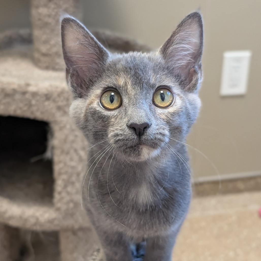 Rose (Bonded with Dorothy), Adoptable, Kitten Female Domestic Short Hair.