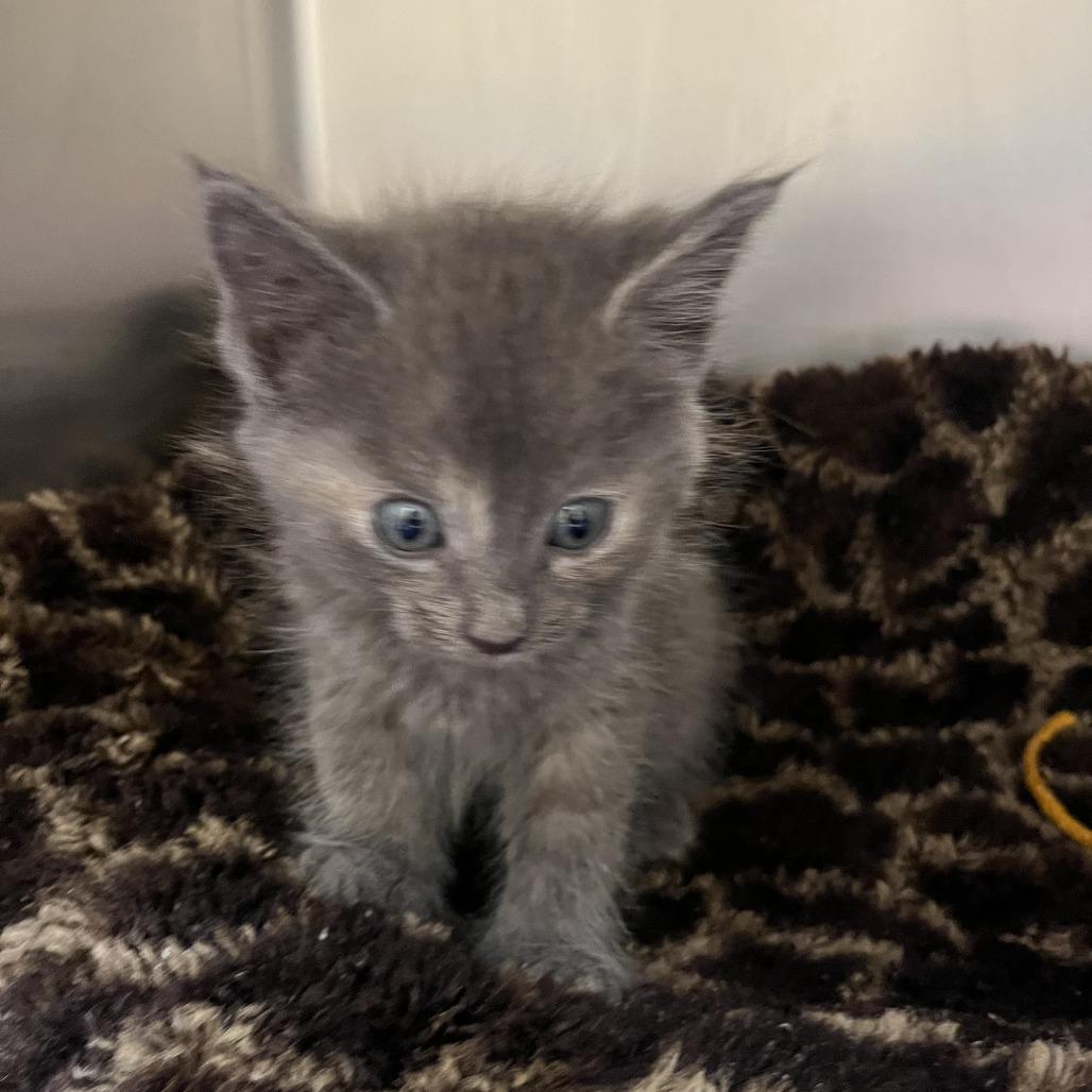 Enlarge Rose (Bonded with Dorothy), a Adoptable Domestic Short Hair in Sonoma, CA image 2/3