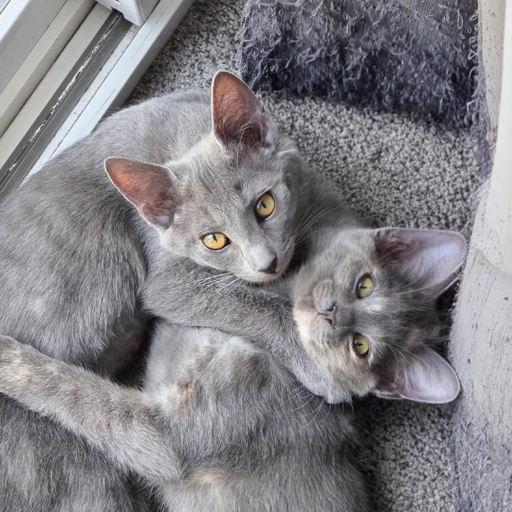 Enlarge Rose (Bonded with Dorothy), a Adoptable Domestic Short Hair in Sonoma, CA image 3/3