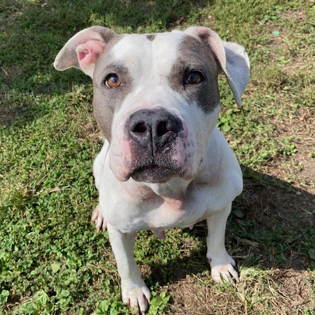 Enlarge NISSA, a Adoptable Pit Bull Terrier in Indianapolis, IN image 1/1