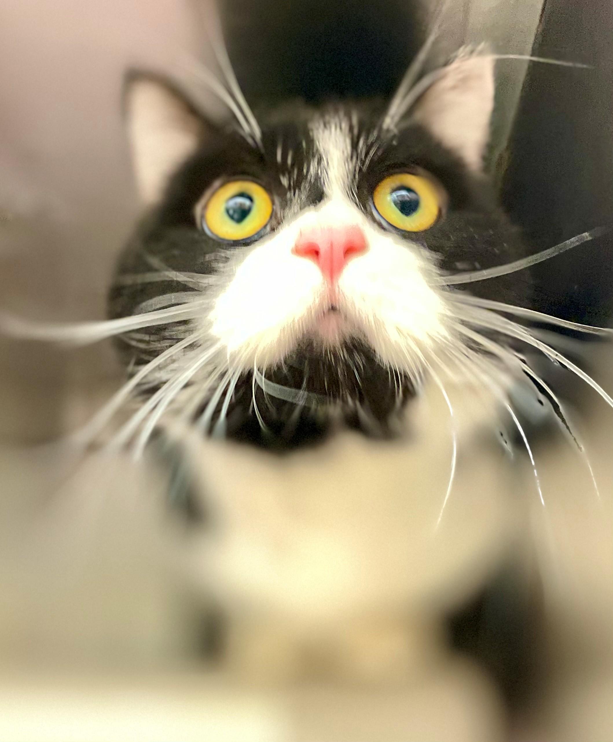 Louie, adopted, Adult Male Domestic Short Hair.