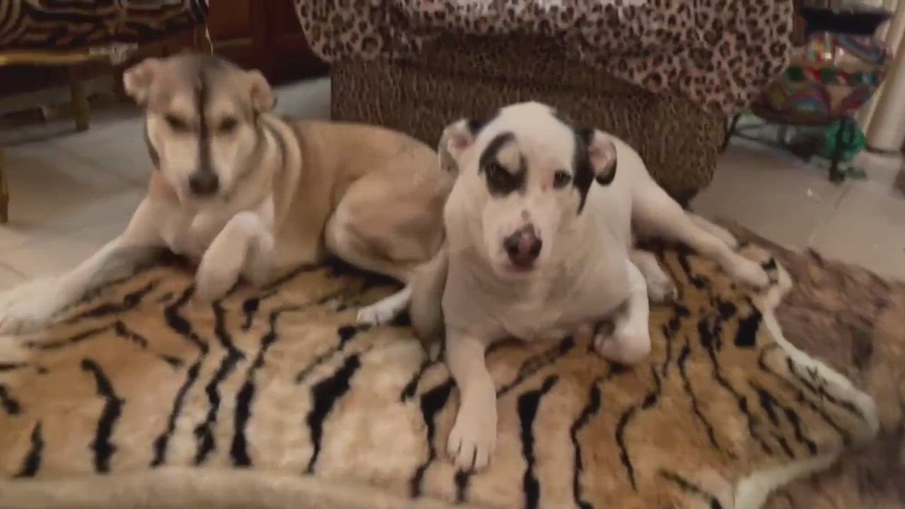 MOKO (bonded with Coco), an adoptable Labrador Retriever & Siberian Husky Mix in Boise, ID_image-1